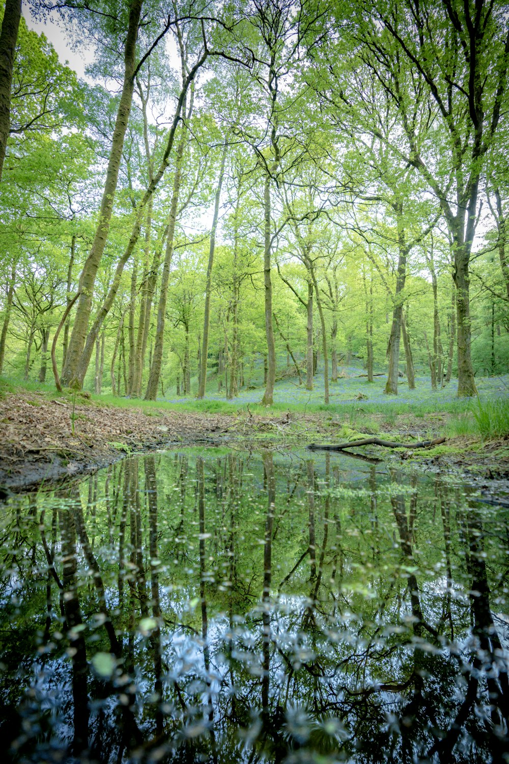 a body of water surrounded by trees and grass