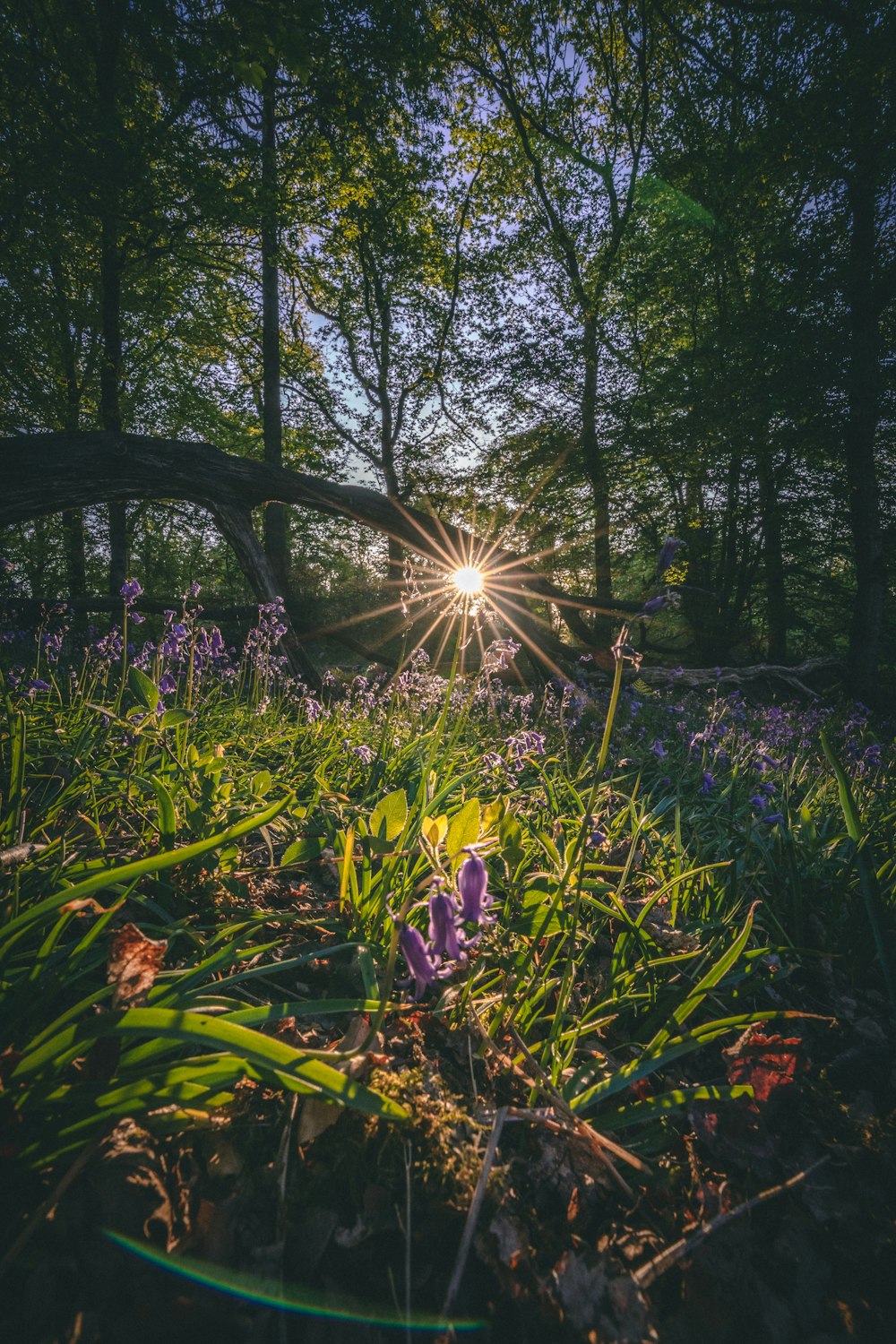 the sun shines brightly through the trees in the woods