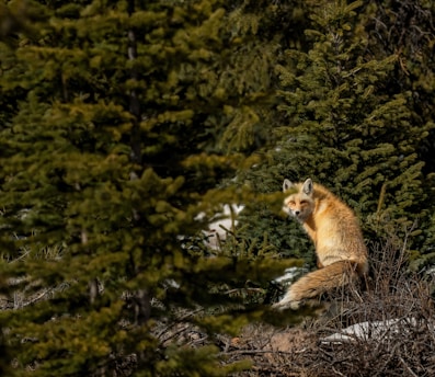 A graceful fox sitting quietly in a sunlit forest clearing, surrounded by lush green trees and soft natural light.