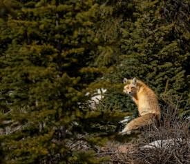 A fox with a thick, bushy tail is sitting among dense, green fir trees. The sun highlights the fox's reddish-orange fur, contrasting with the dark green foliage surrounding it. The scene captures a moment of quietude in the wilderness.