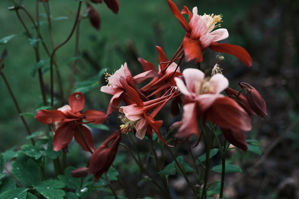 a group of red and white flowers in a garden