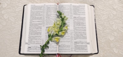 An open book displaying skincare tips alongside a delicate flower.