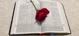 Close-up of a vibrant rose painted alongside an open Bible with sun rays shining through.