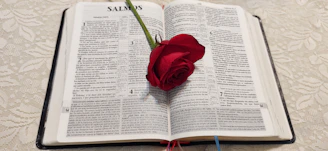 Close-up of a rose intertwined with an open Bible page, sunlight casting soft shadows on the delicate petals.