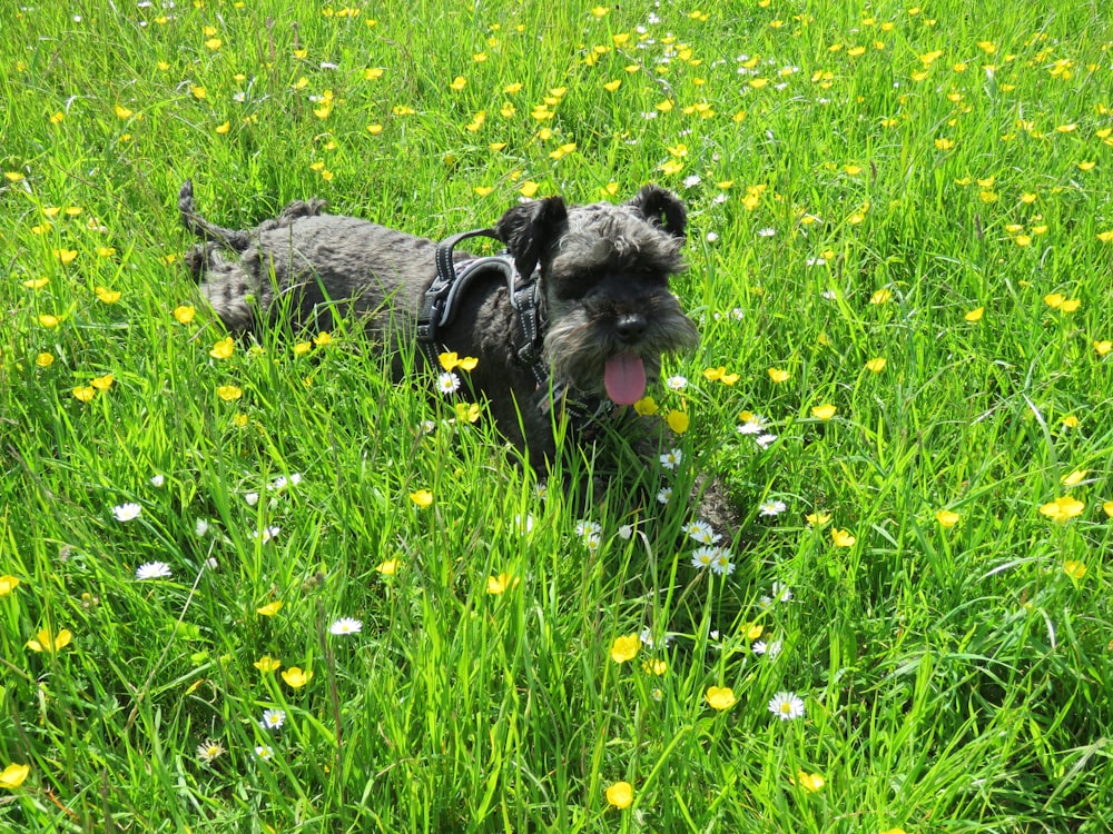 a small dog in a field of grass and flowers