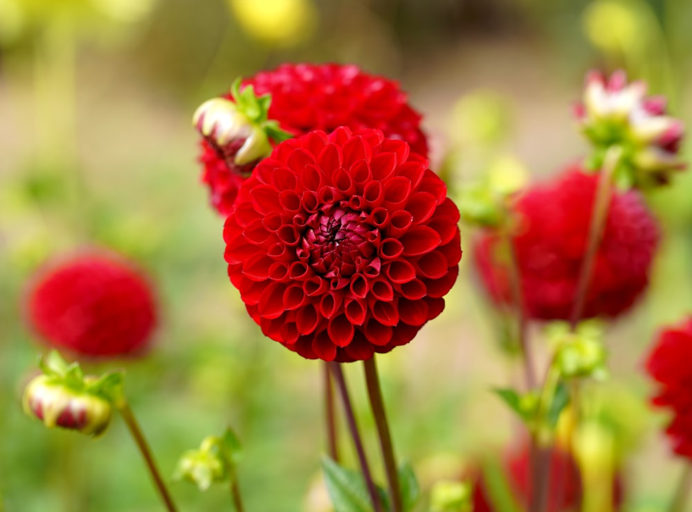 Gros plan d’une fleur rouge dans un champ