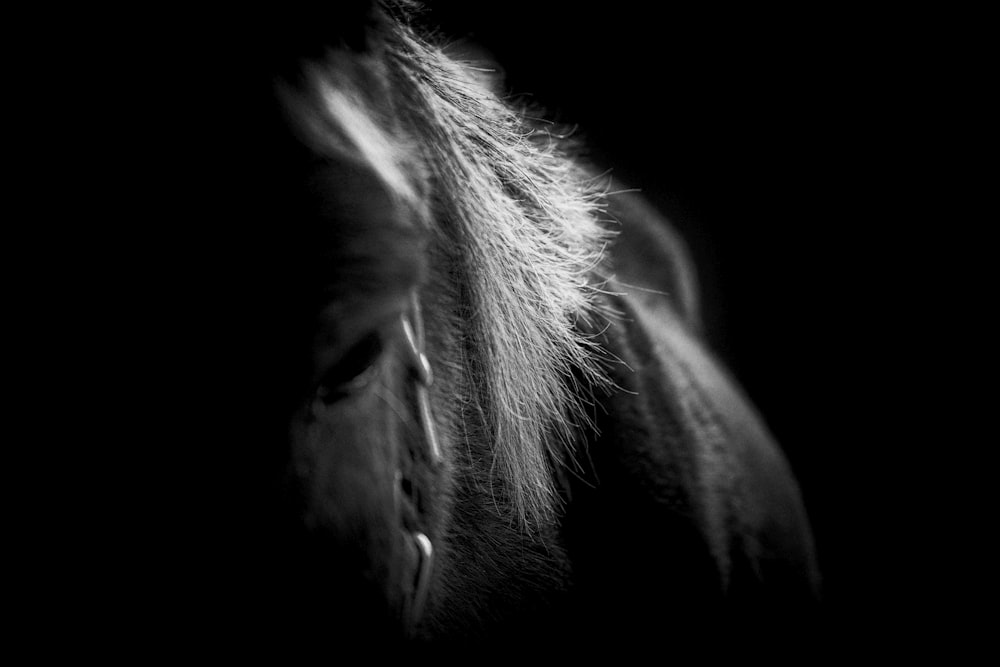 a black and white photo of a horse in the dark