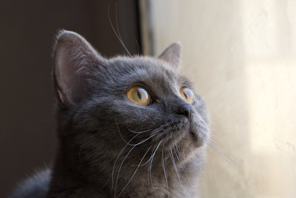 a gray cat looking up at the sky