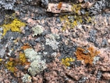 Various patches of colorful lichens grow on the rough surface of a large rock. The lichens exhibit shades of yellow, orange, gray, and white, forming intricate patterns against the pinkish-brown background of the rock.