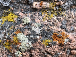 Various patches of colorful lichens grow on the rough surface of a large rock. The lichens exhibit shades of yellow, orange, gray, and white, forming intricate patterns against the pinkish-brown background of the rock.