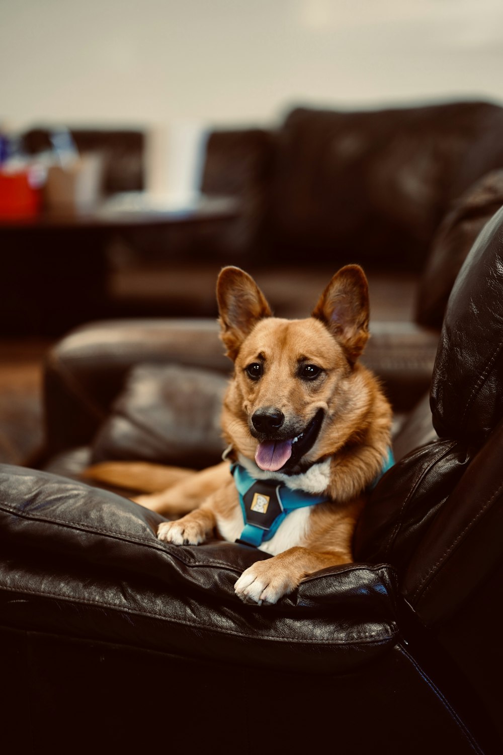 a dog is sitting on a leather chair