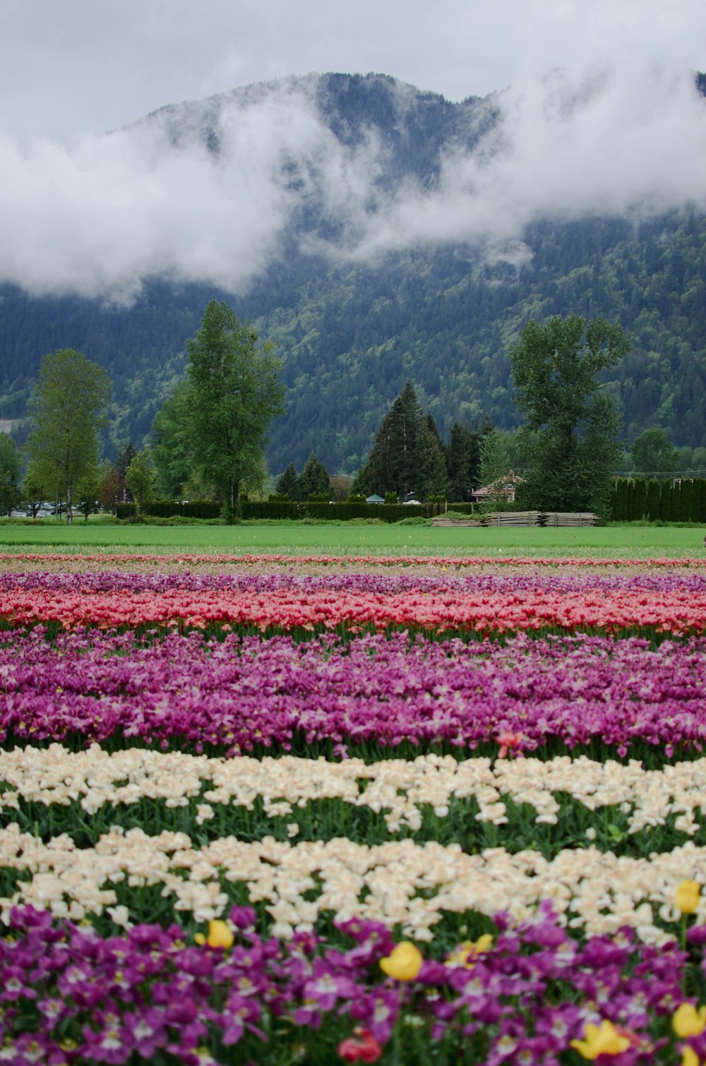 a field of flowers with a mountain in the background