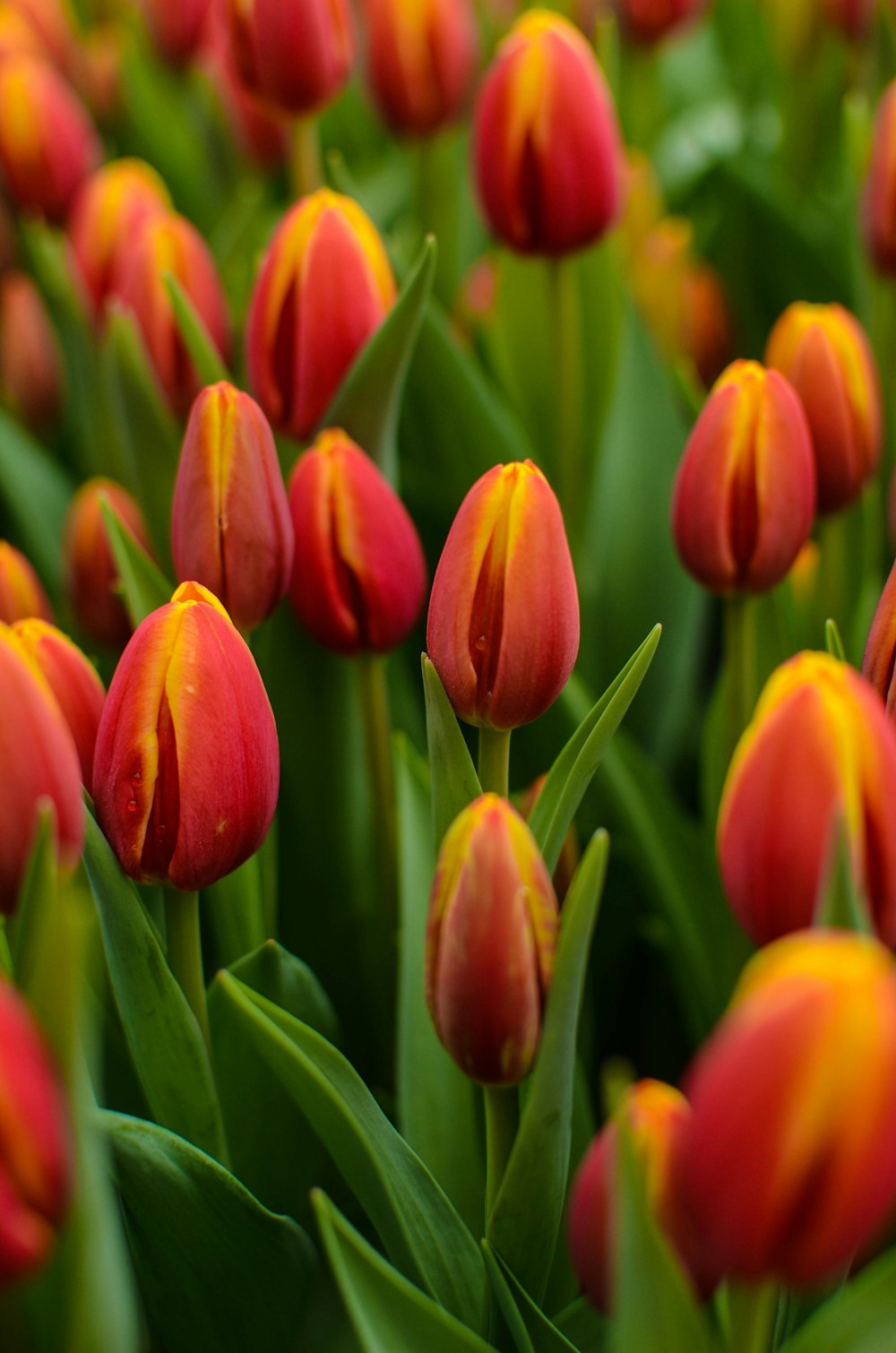 a bunch of red and yellow tulips with green leaves