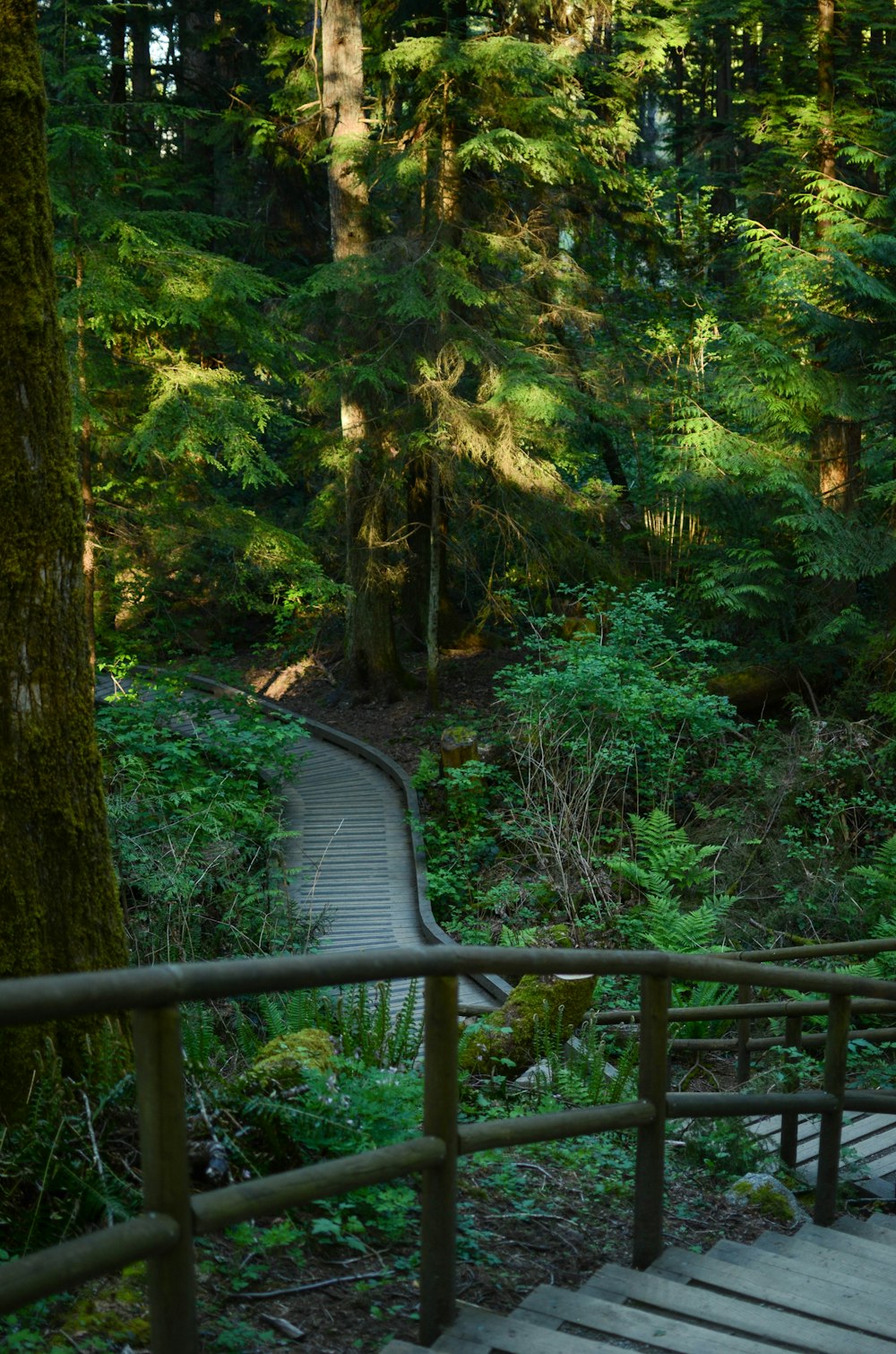 a wooden walkway in the middle of a forest