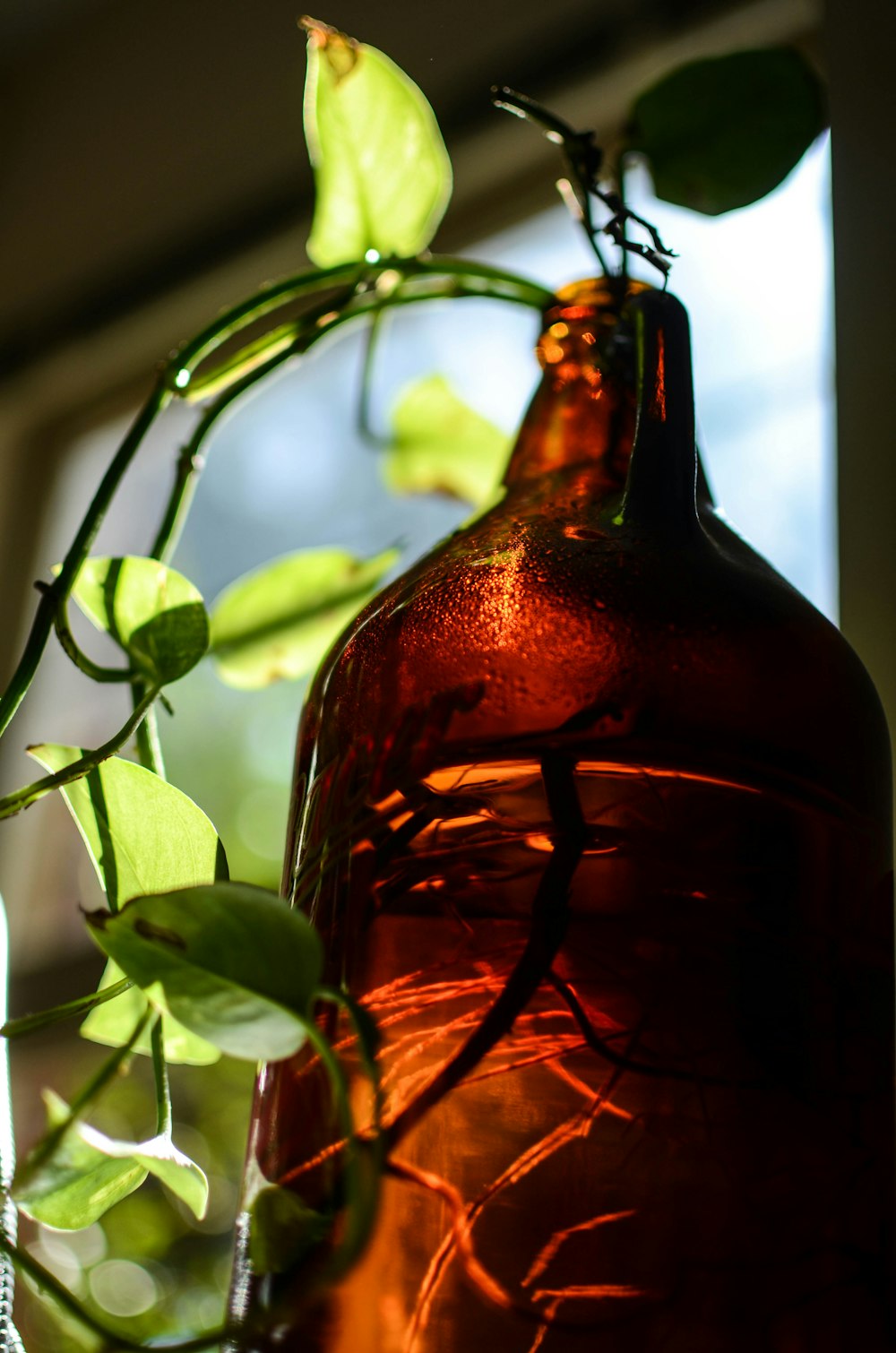 a close up of a vase with a plant in it