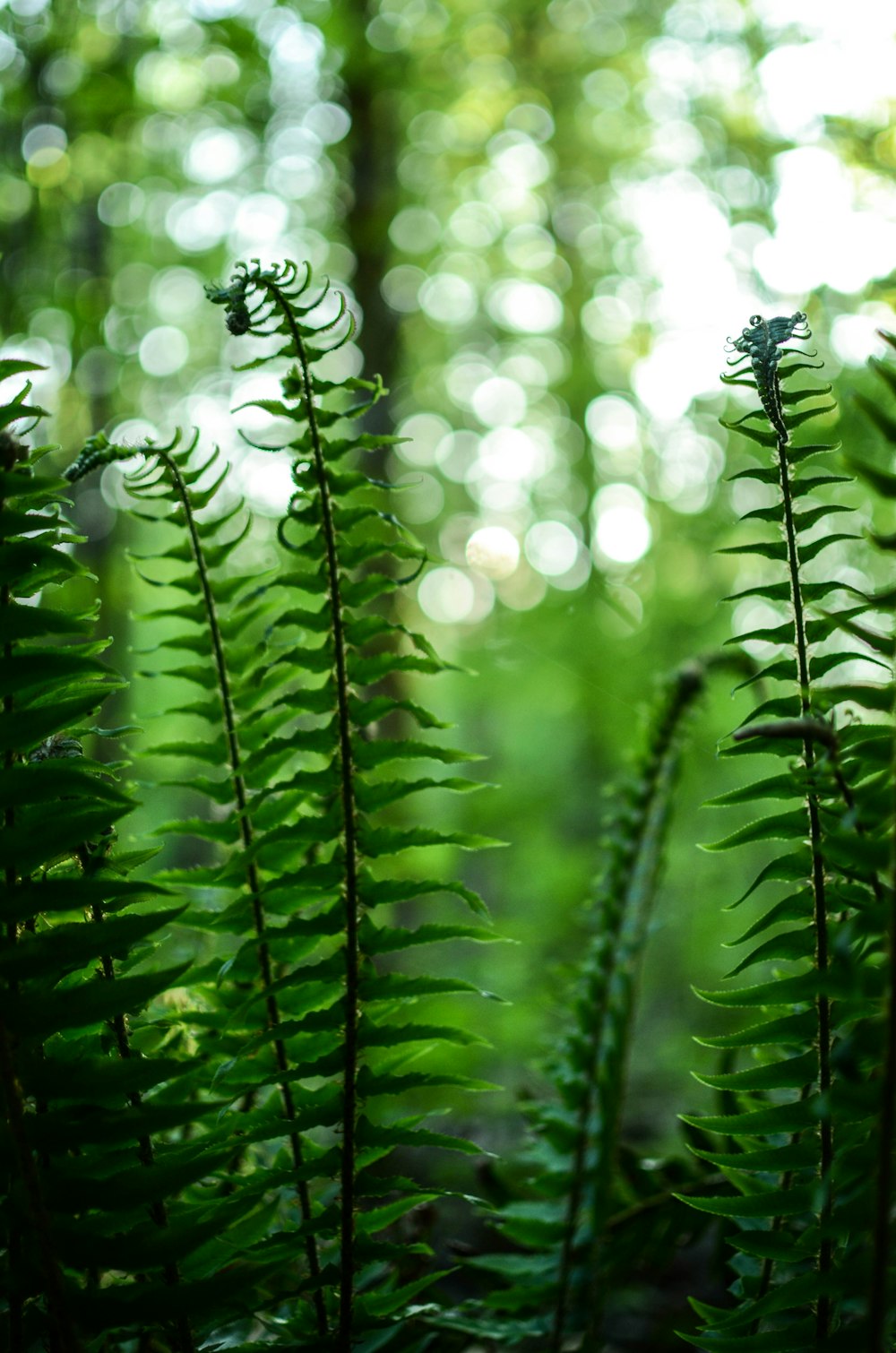 a close up of a fern in a forest