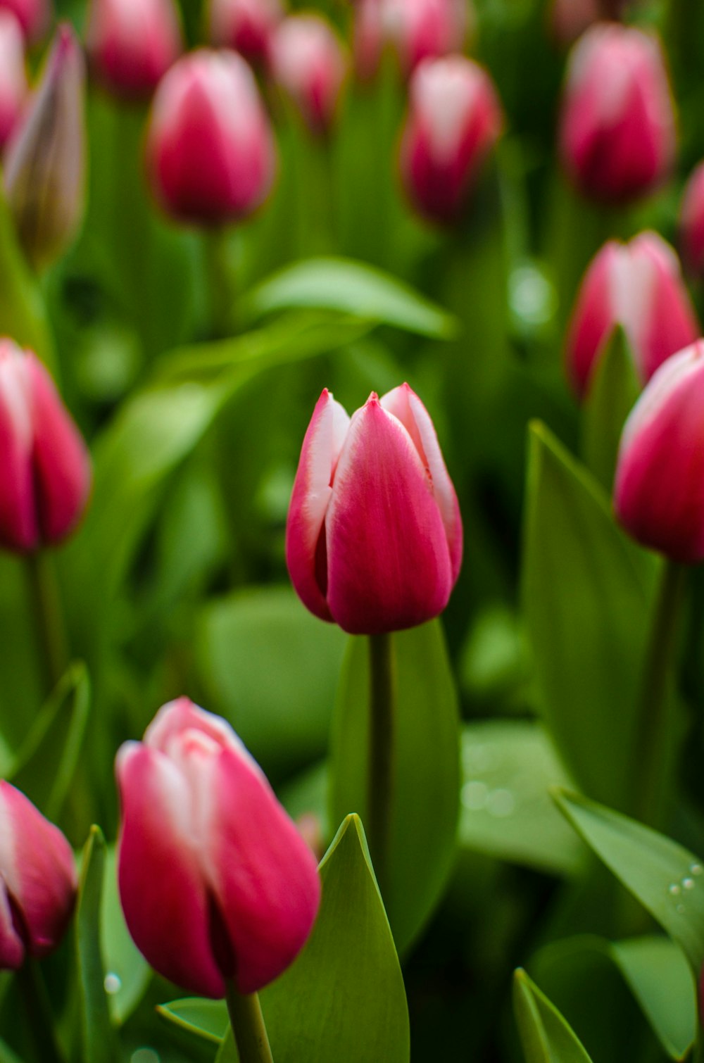 a group of pink flowers with green leaves