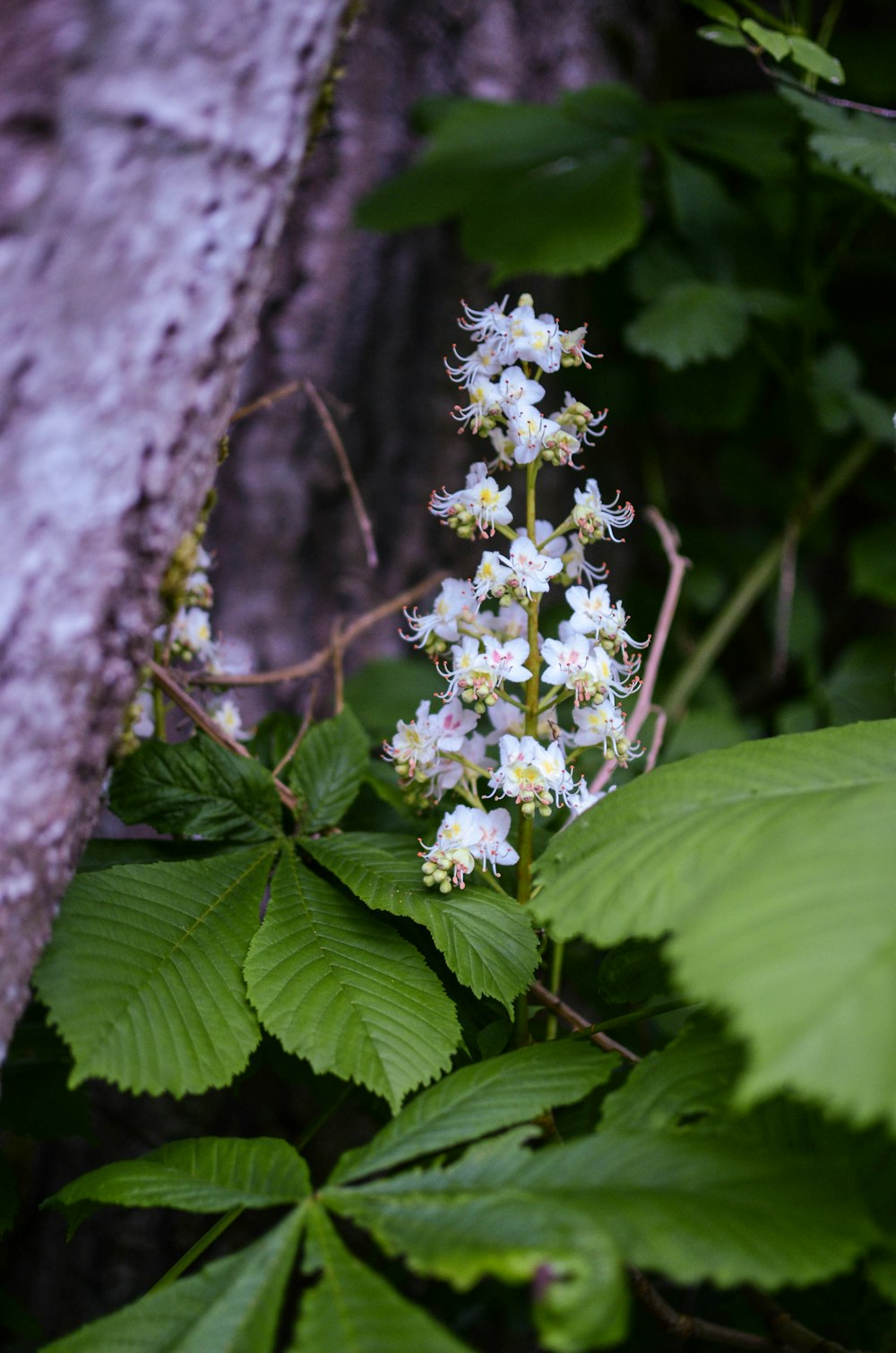 a bunch of flowers that are on a tree