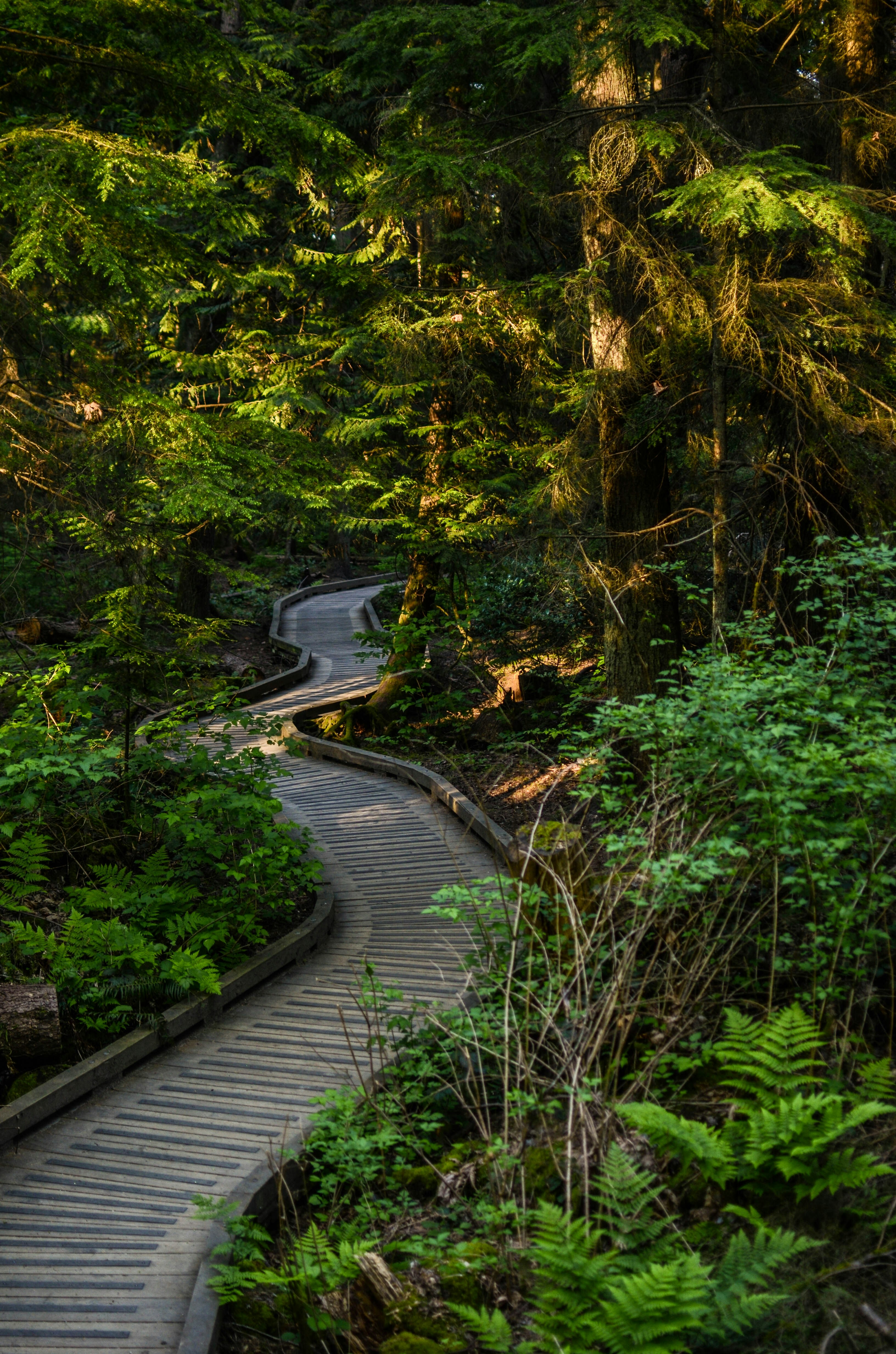 A photo of a trail in Pacific Spirit Park, Vancouver, Canada. The trail is a narrow path covered in gravel and lined with tall evergreen trees. Sunlight filters through the leaves, casting dappled light on the path. (Photo by Rohit Tandon on Unsplash)