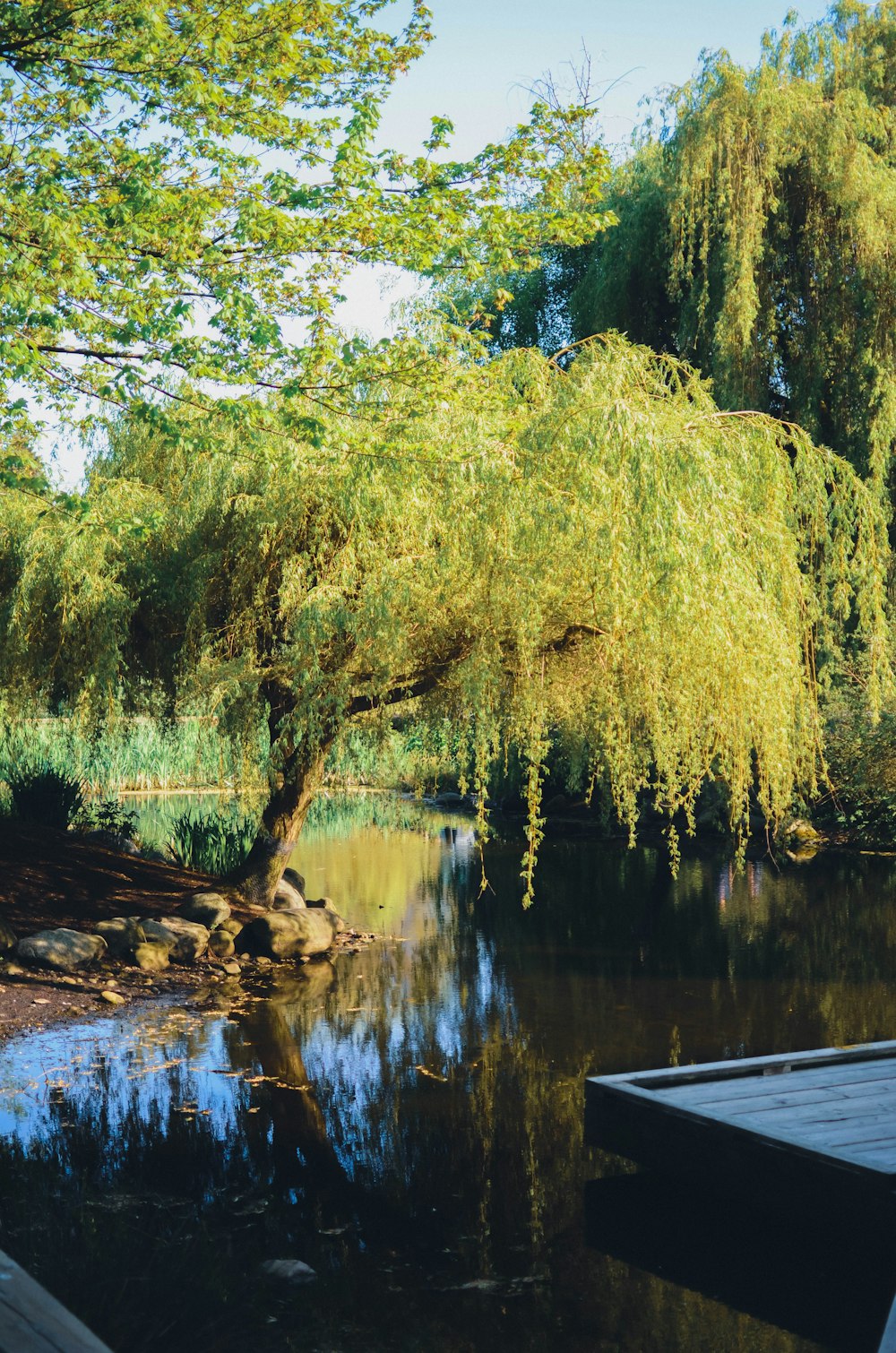 a tree that is next to a body of water