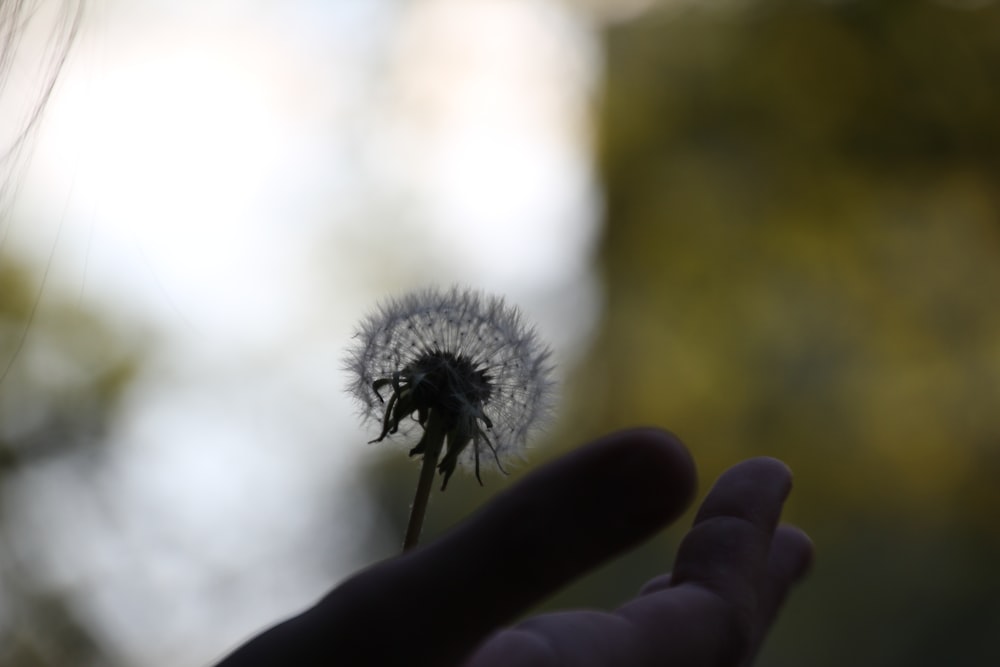 a close up of a person holding a dandelion
