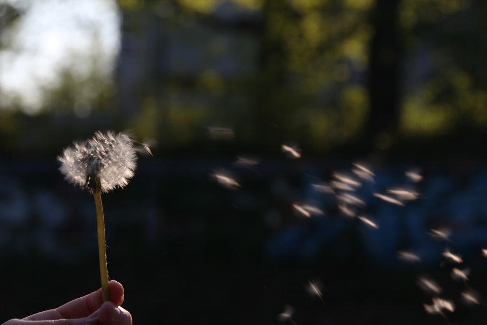 a person holding a dandelion in their hand