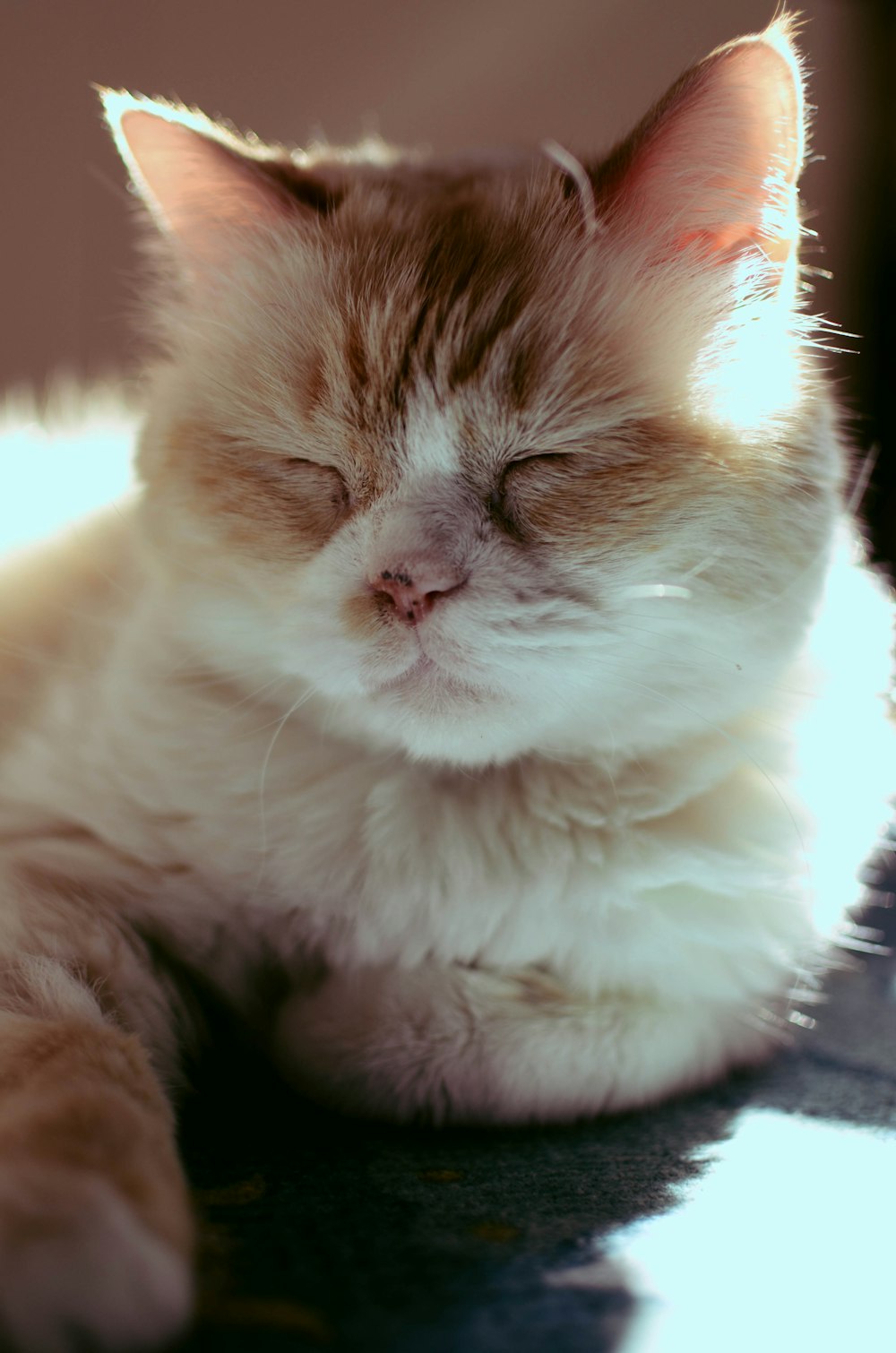 a cat that is laying down on a table