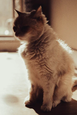 A peaceful moment of a cat being softly brushed in a sunlit room with natural grooming products