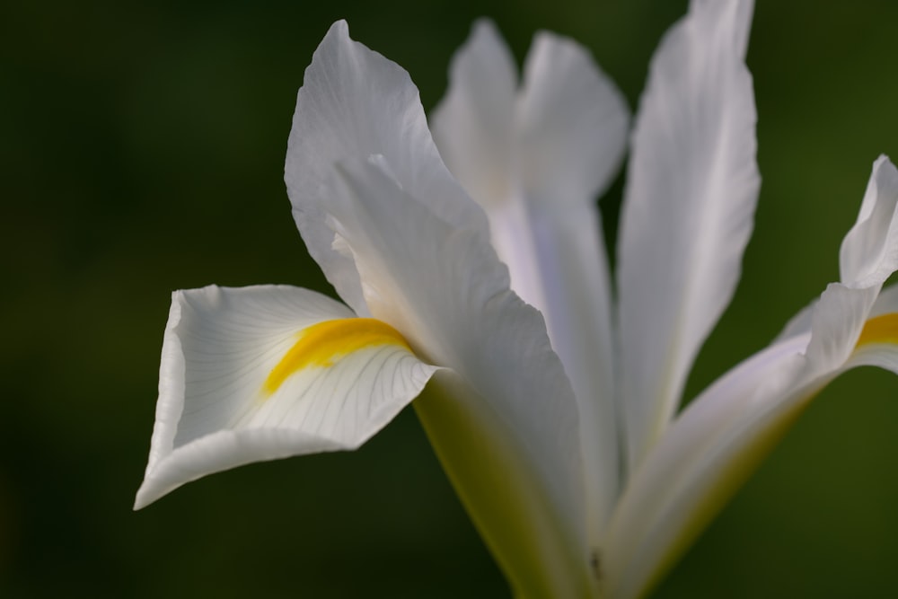 a close up of a white flower with yellow stamen