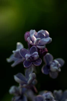 A close-up of a delicate lilac flower with soft petals glowing in natural light.