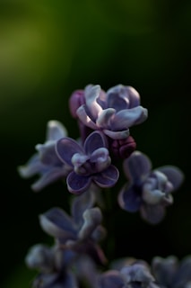 Close-up of a beautifully styled product shot with delicate lilac tones enhancing the elegance.