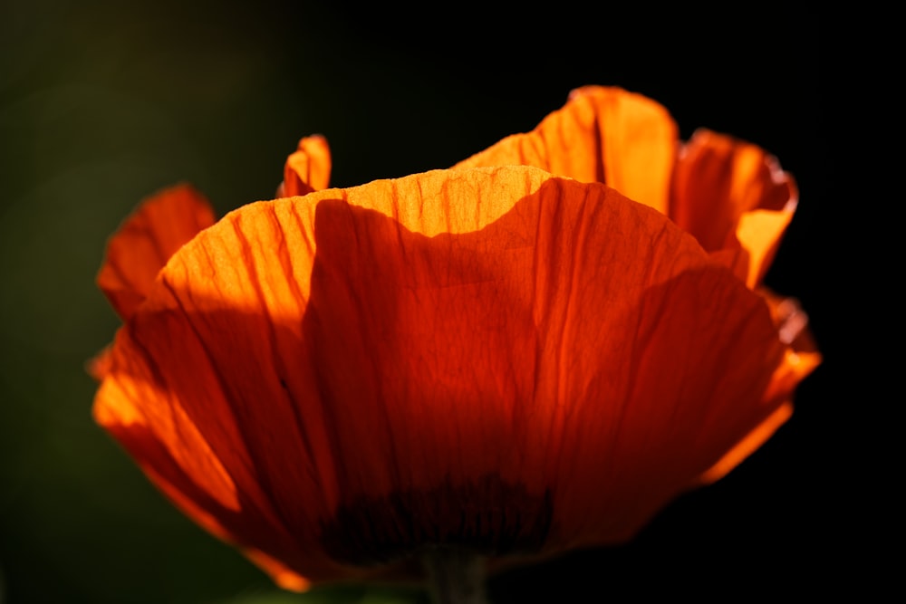 a close up of a bright orange flower