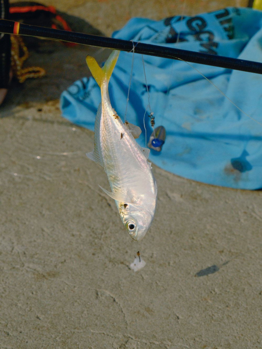 a small fish hanging from a fishing line