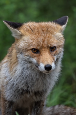 A close-up image of a red fox with a piercing gaze. The fur is a mix of reddish-brown on the upper part and grayish-white on the lower part. The fox is in a natural setting with a blurred green background, highlighting its sharp eyes and detailed whiskers.