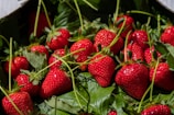 A collection of ripe, vibrant red strawberries rests on a bed of fresh green leaves. The strawberries are glossy and plump, with small seeds clearly visible. Sunlight highlights the textures and colors, creating a natural and appetizing appearance.