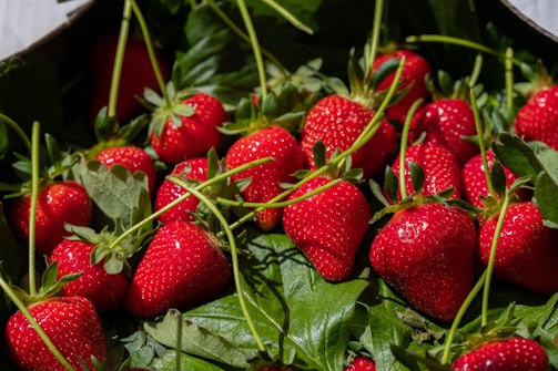 A collection of ripe, vibrant red strawberries rests on a bed of fresh green leaves. The strawberries are glossy and plump, with small seeds clearly visible. Sunlight highlights the textures and colors, creating a natural and appetizing appearance.