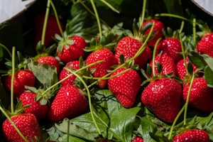 A collection of ripe, vibrant red strawberries rests on a bed of fresh green leaves. The strawberries are glossy and plump, with small seeds clearly visible. Sunlight highlights the textures and colors, creating a natural and appetizing appearance.