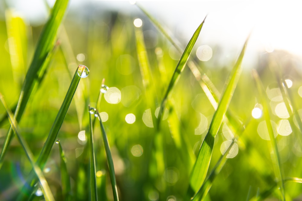 a close up of grass with water drops on it