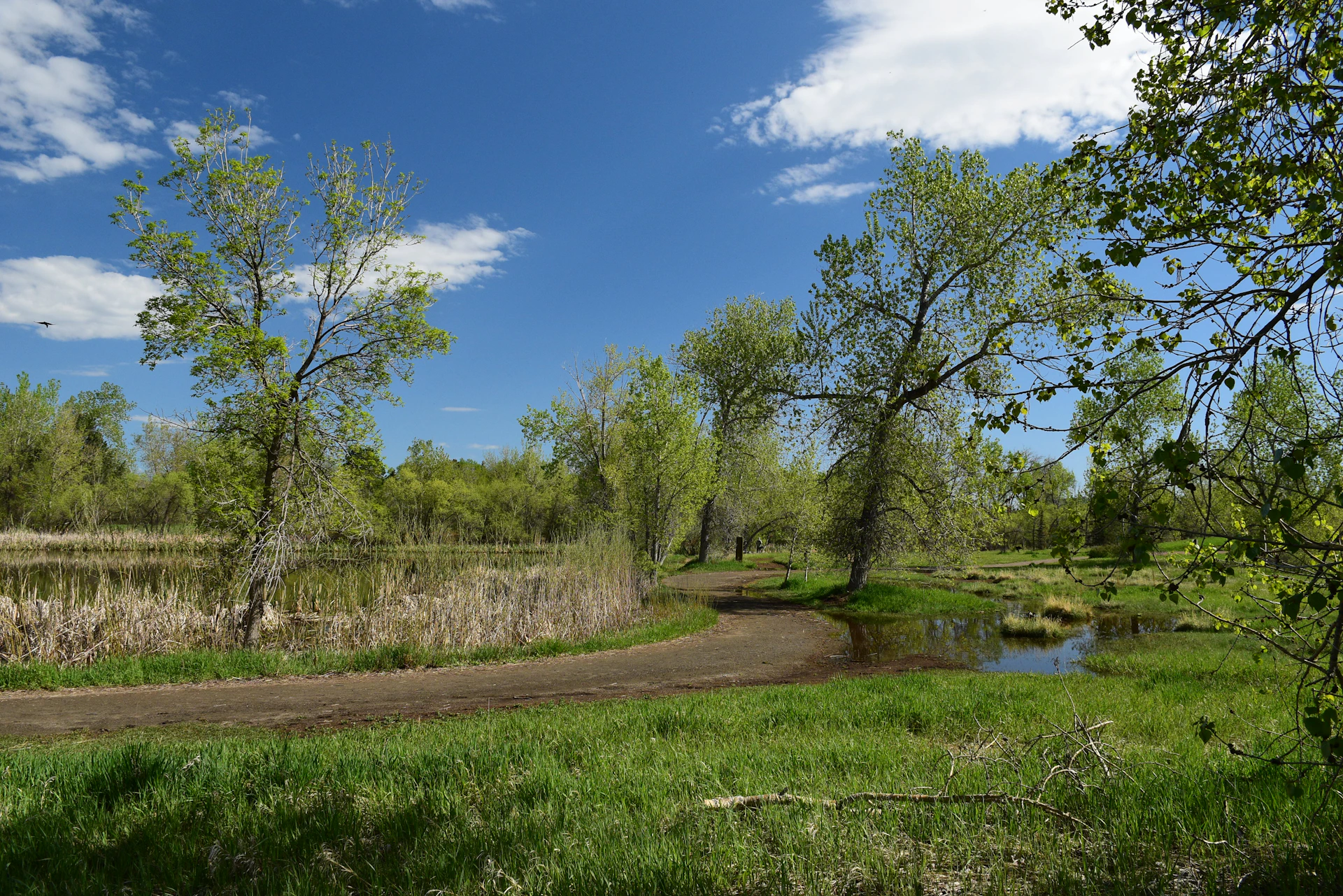 A winding dirt path through lush greenery, leading to a serene pond reflecting the clear blue sky at Mehr Farm-Stay.