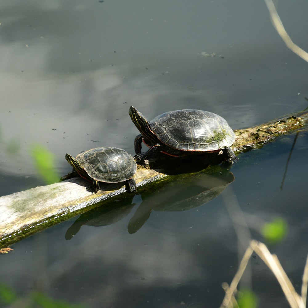 two turtles are sitting on a log in the water