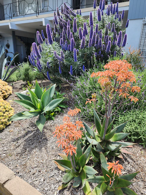 A vibrant community garden within a residential condominium, blooming with colorful flowers.