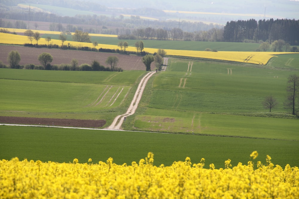 a road in the middle of a field of yellow flowers