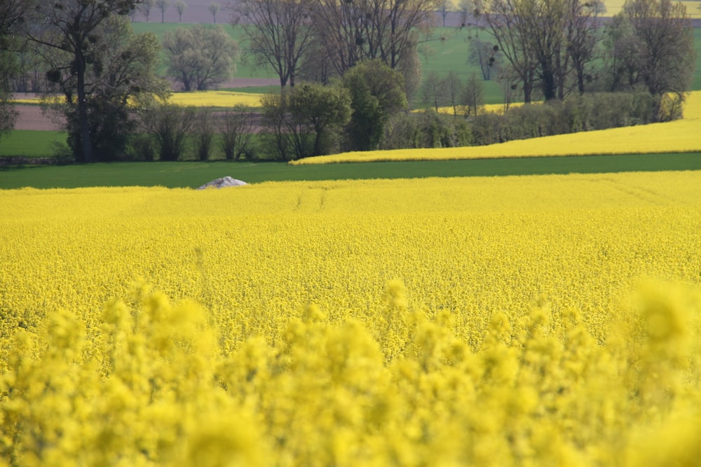 a field of yellow flowers with trees in the background