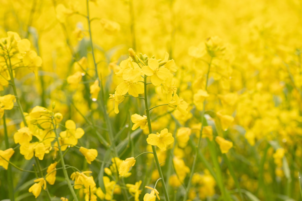 a field full of yellow flowers and green grass