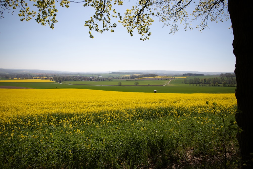 a field of yellow flowers with a tree in the foreground