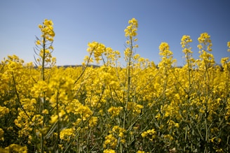 A vast field of vibrant yellow flowers stretches across the landscape under a clear blue sky. The flowers, likely canola or rapeseed, are densely packed, creating a sea of yellow with slender green stems reaching upwards.