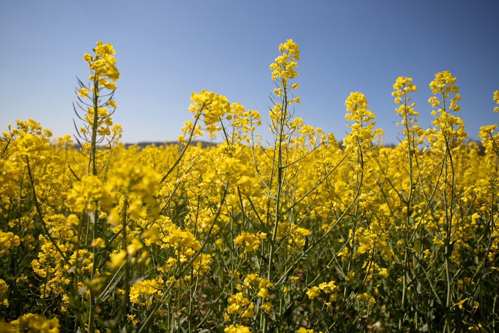 a field full of yellow flowers under a blue sky