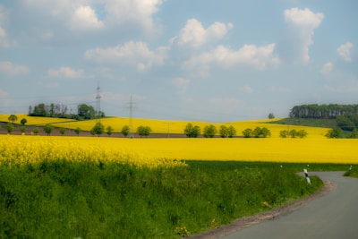 The photograph depicts a rural landscape with vibrant yellow fields of flowering crops, likely rapeseed, extending across the rolling hills. A small paved road curves through the foreground, bordered by lush green grass on one side. Row of trees and tall electrical pylons dot the distant background, under a sky scattered with fluffy white clouds.