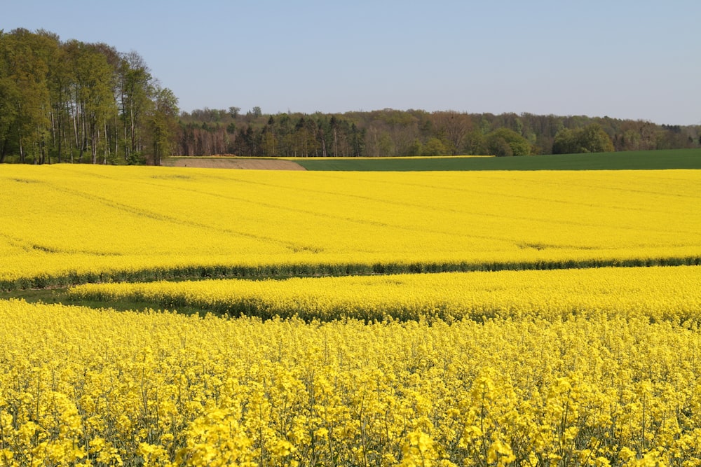 a field of yellow flowers with trees in the background