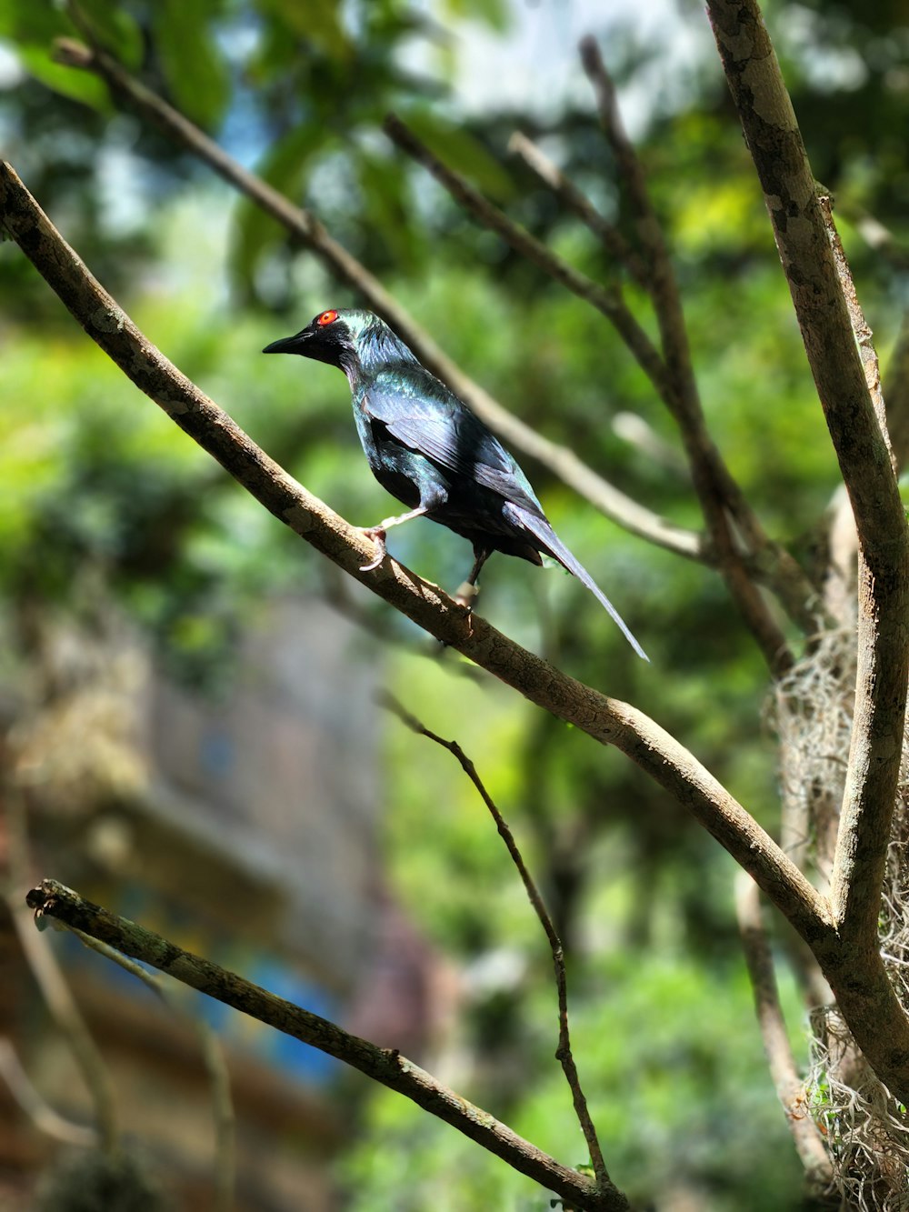 a bird sitting on a branch of a tree